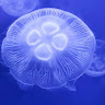 Jellyfish _Wave