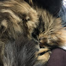 neko