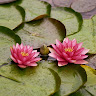 Nymphaea