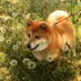 ひよま