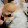 きたきた