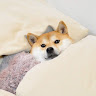 鈴木らいか