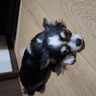なまざけ