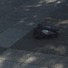パチパチパニック
