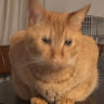 ダダダダダ