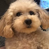 あんな