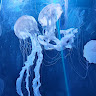 海月