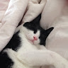 투머로우한결