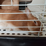 リトユル
