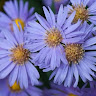 Aster