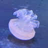 海月蝸牛