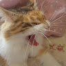 ひかり