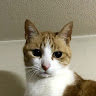 てつじニャット