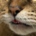 もじこ