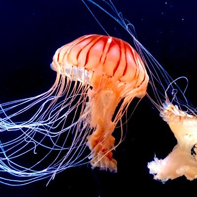 海月
