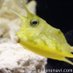コンゴウフグ
