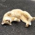 カリフラハー