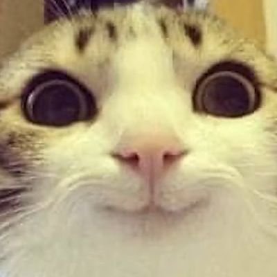甘党を貫き通す抹茶