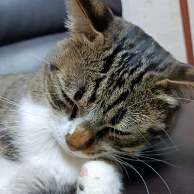 ꘜみかんꘜ｢