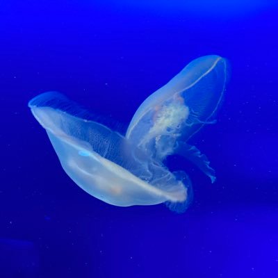 みゆ°・*:.。.☆