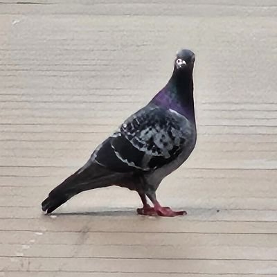 佐々木
