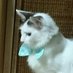 ぬゐェさジ