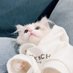 ありんこ