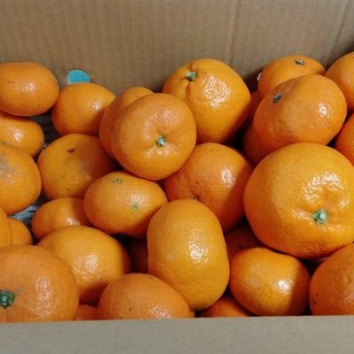 御柳このえ（ZORISS）