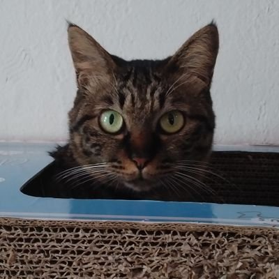 困り眉れんこん