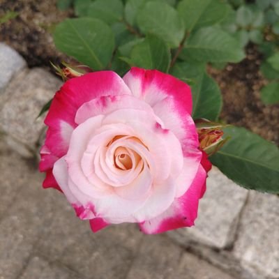ごち