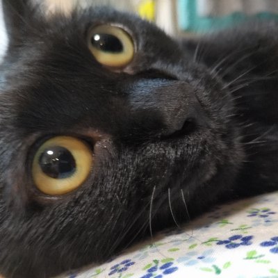 カルシウムが好きな学生