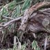 今すぐ貴方を埋めナイト