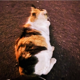 Rita