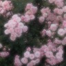 ちひろ
