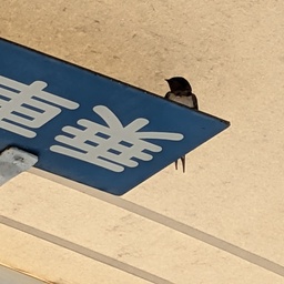 にしうめ。