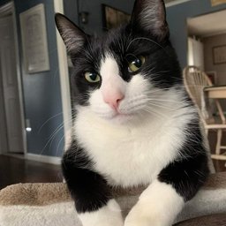 NekoTheCat25