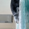 きののん