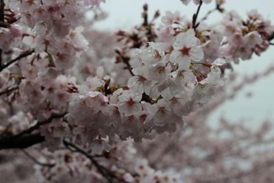 桜雨