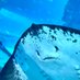 つるた