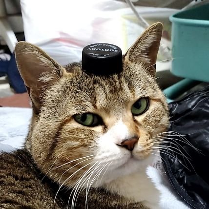 セントエルモ